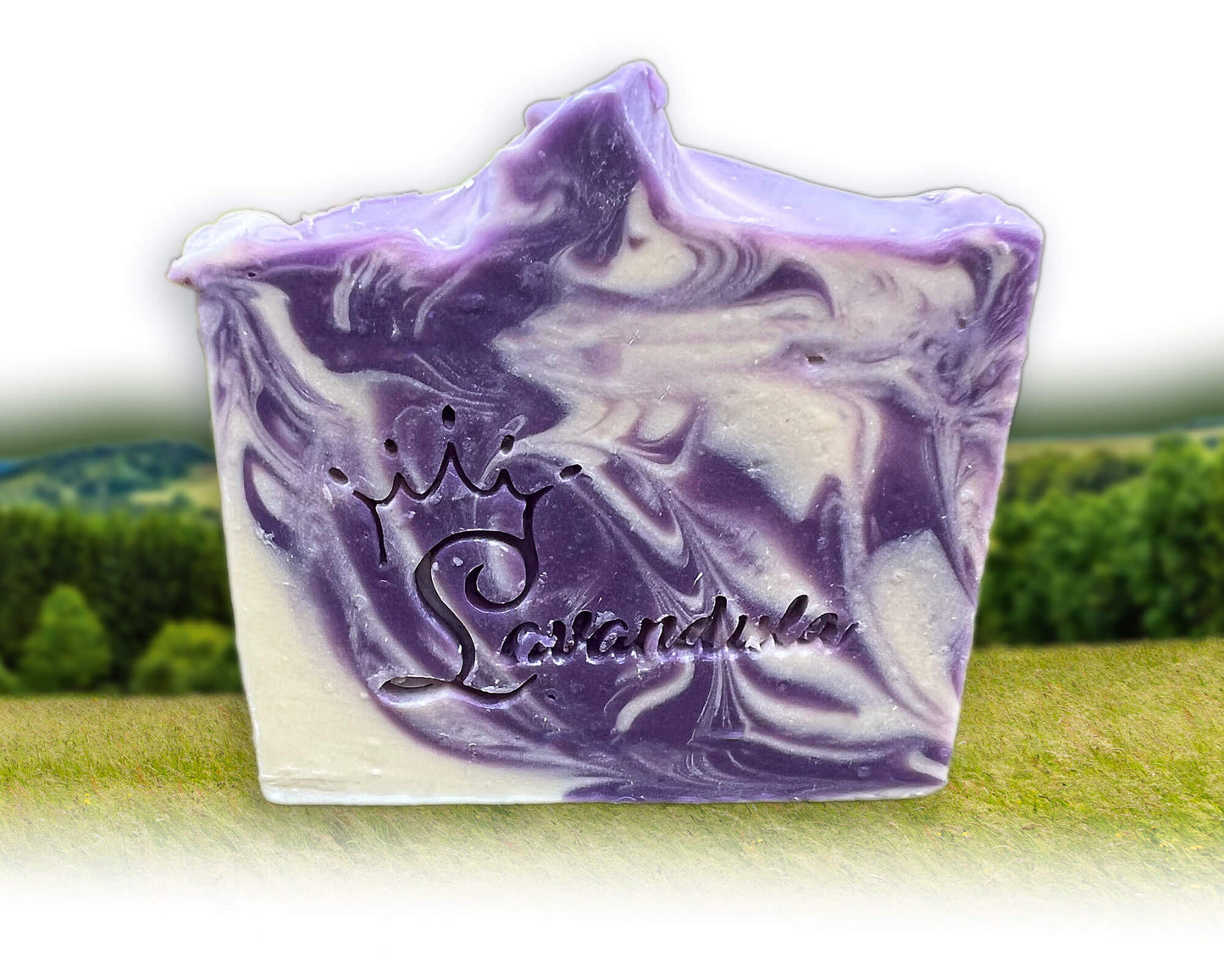 Lavandula